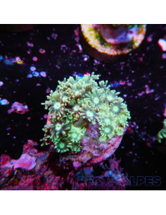GONIOPORA SP RED 5/6 polypes | Récif Alpes