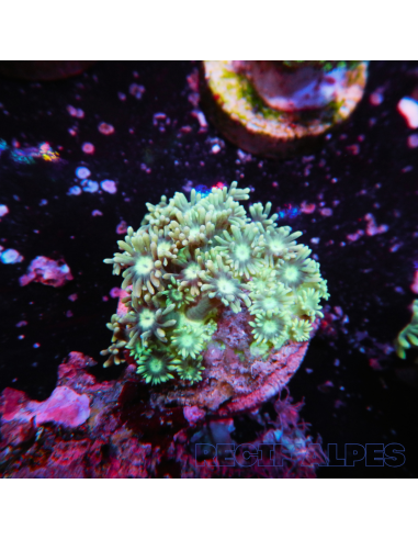 Goniopora lobata vert