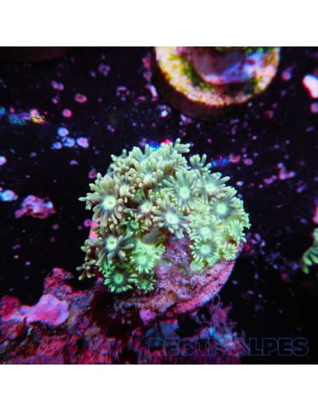 Goniopora lobata vert