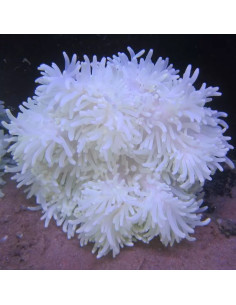 Heteractis crispa - Anémone à longues tentacules blanche
