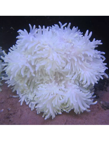 Heteractis crispa - Anémone à longues tentacules blanche