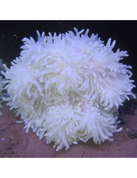 Heteractis crispa - Anémone à longues tentacules blanche