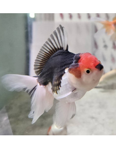 copia de CARASSIUS AURATUS ORANDA RED CAP wysiwyg 2