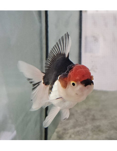 CARASSIUS AURATUS ORANDA TRICOLOR wysiwyg | Récif Alpes
