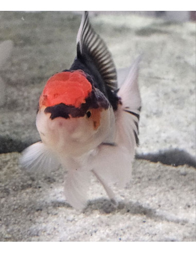 copia de CARASSIUS AURATUS ORANDA RED CAP wysiwyg