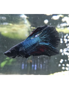 BETTA SPLENDENS mâle halfmoon selection Black orchid wysiwyg