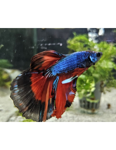copia de copia de copia de BETTA SPLENDENS MALE CROWNTAIL 11