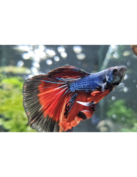 copia de copia de copia de BETTA SPLENDENS MALE CROWNTAIL 11
