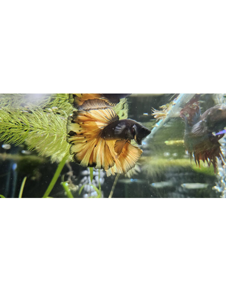 BETTA SPLENDENS mâle halfmoon selection MUSTARD wysiwyg