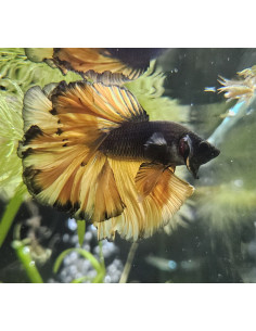 BETTA SPLENDENS mâle halfmoon selection MUSTARD wysiwyg 2