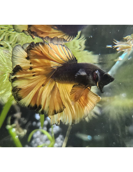 copia de copia de BETTA SPLENDENS MALE CROWNTAIL 11