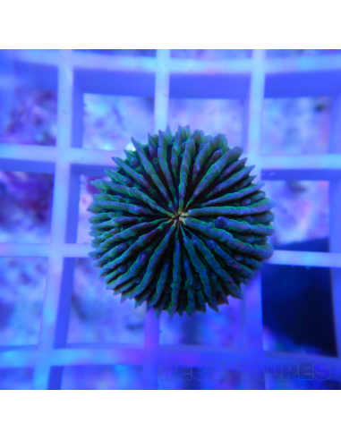 FUNGIA SP VERT
