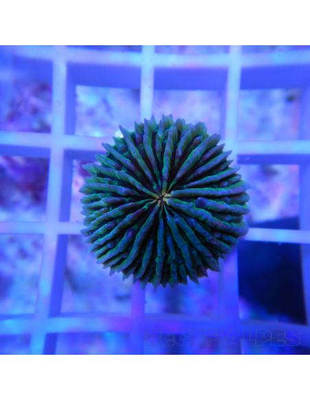 FUNGIA SP VERT