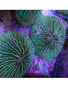 copia de FUNGIA SP VERT 2