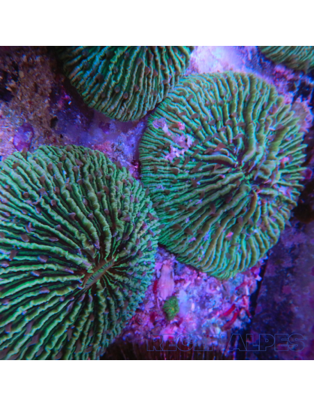 copia de FUNGIA SP VERT