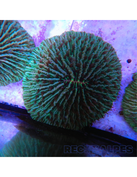 copia de FUNGIA SP VERT