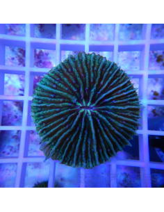 copia de FUNGIA SP VERT
