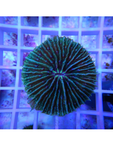 copia de FUNGIA SP VERT