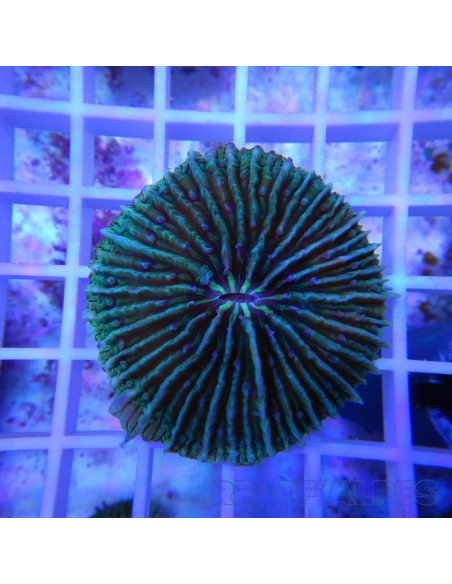 copia de FUNGIA SP VERT