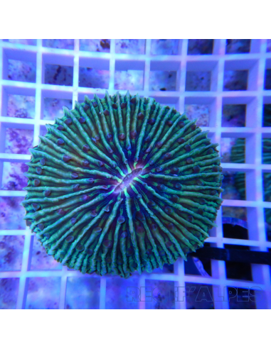 copia de copia de FUNGIA SP VERT