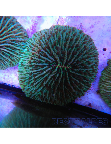 copia de copia de copia de FUNGIA SP VERT