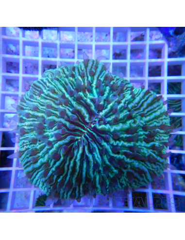 copia de copia de copia de FUNGIA SP VERT