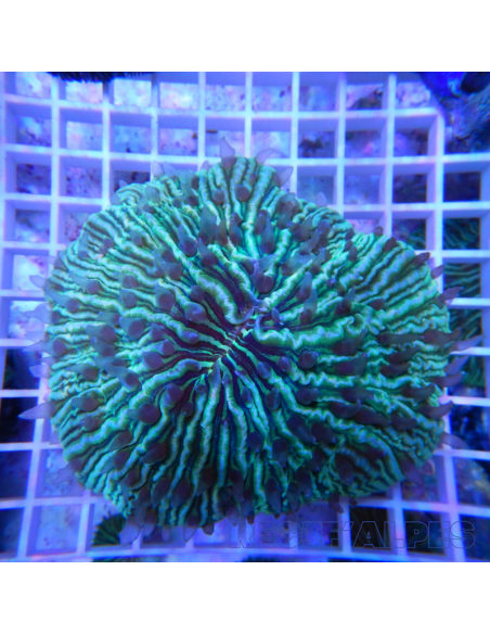 FUNGIA SP VERT | Récif Alpes