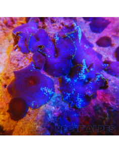 Discosoma Blue Jawbreaker (le polype)