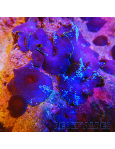 Discosoma Blue Jawbreaker (le polype)