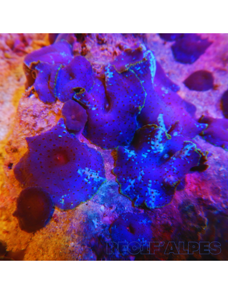 Discosoma Blue Jawbreaker (le polype)
