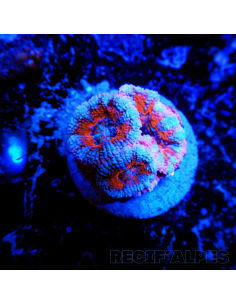 Micromussa lordhowensis (ex Acanthastrea)