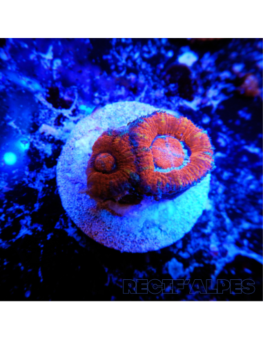Micromussa lordhowensis (ex Acanthastrea)
