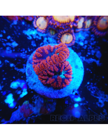 BLASTOMUSSA WELLSI