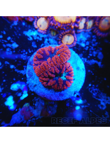 BLASTOMUSSA WELLSI