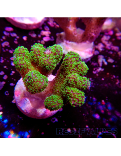 copia de copia de copia de copia de copia de copia de copia de copia de copia de copia de STYLOPHORA PISTILLATA GREEN POLYP