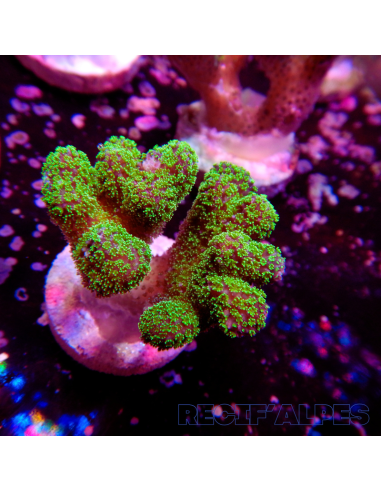 STYLOPHORA PISTILLATA GREEN POLYP | Récif Alpes