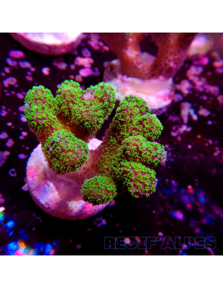 STYLOPHORA PISTILLATA GREEN POLYP | Récif Alpes