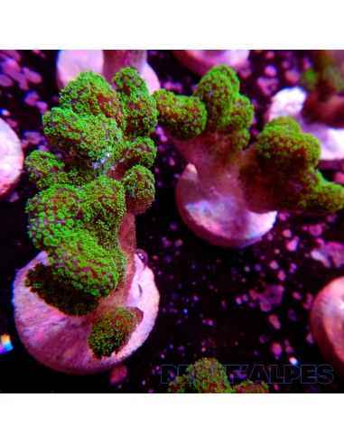 copia de copia de copia de copia de copia de copia de copia de copia de copia de copia de STYLOPHORA PISTILLATA GREEN POLYP