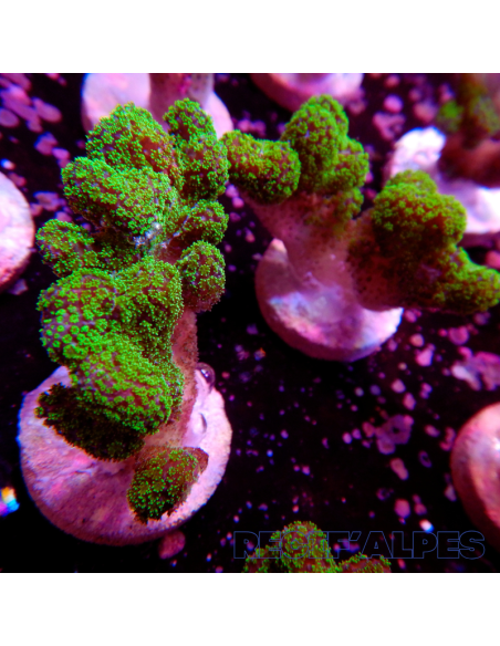 copia de copia de copia de copia de copia de copia de copia de copia de copia de copia de STYLOPHORA PISTILLATA GREEN POLYP