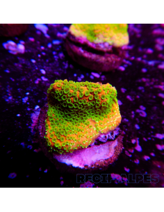 copia de Montipora Sunset