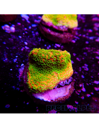 copia de Montipora Sunset