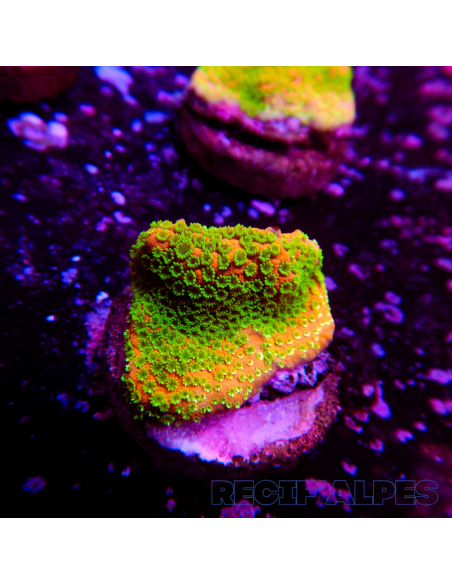 copia de Montipora Sunset