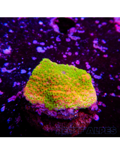 copia de copia de Montipora Sunset