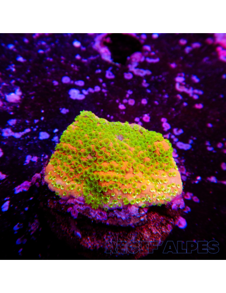 copia de copia de Montipora Sunset