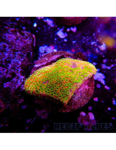 copia de copia de copia de Montipora Sunset