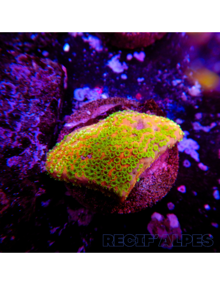 copia de copia de copia de Montipora Sunset