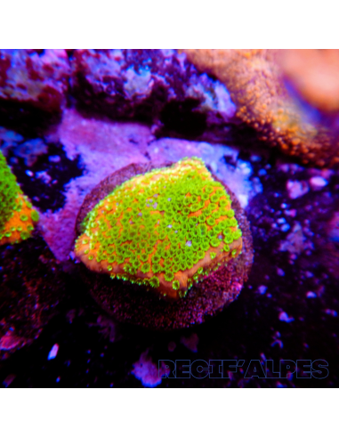 copia de copia de copia de copia de Montipora Sunset