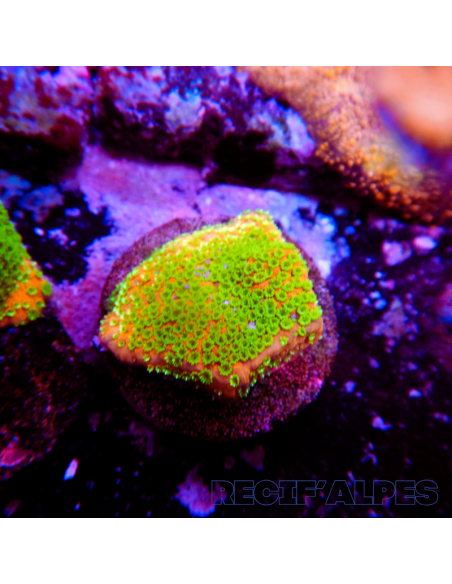 copia de copia de copia de copia de Montipora Sunset