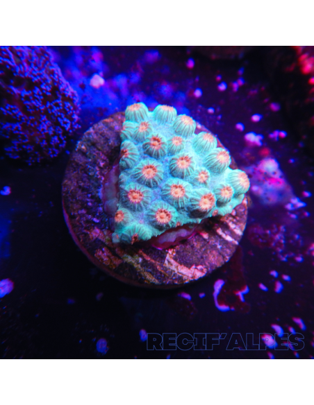 Cyphastrea sp. Vert, Polypes roses
