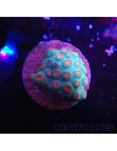 Cyphastrea sp. Vert, Polypes roses